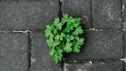 Kazino Deposit Win Mobilā lietotne